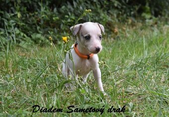 Whippet s PP (FCI) - 7