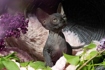 Sphynx - 7