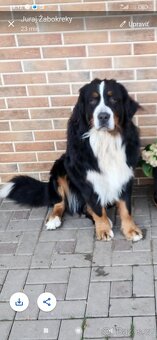 Bernský salašnícky pes - 7