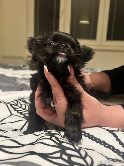 Čivava štěně - 7