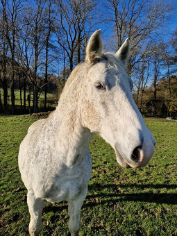 Lipický kůň na prodej - 7