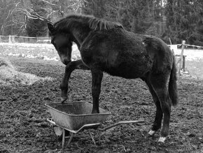 Lusitano hřebeček - 7