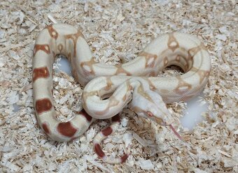 Boa imperator- Sharp Sunglow 66% het Sterling,Hypo Sterling - 7