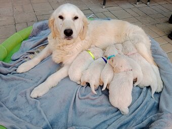 Zlatý retrívr/retriever - 7