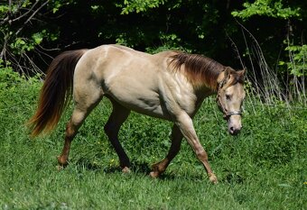 Připouštění AQH plemenným hřebcem Classic Champagne - 7