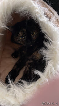 Daruji kočičku - 7