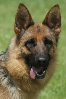 NEMECKY OVCZAK REX - 7