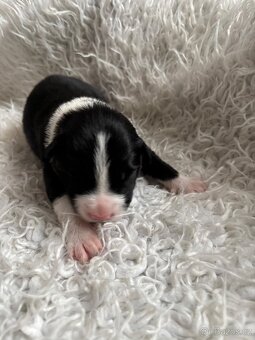 Borderkolie štěňata - 7