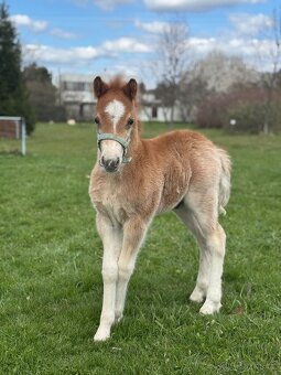 Welsh mountain pony - hřebeček - 7