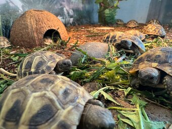 Želva zelenavá- testudo hermanni - 7