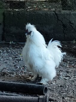 Kohout Hedvábnička vousatá - 7