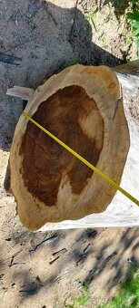 Dutý kmen jilm horský - 7