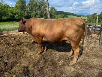 Plemenný býk aberdeen angus - 7