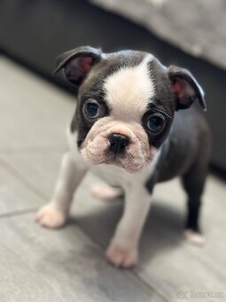 Boston Terrier - 7