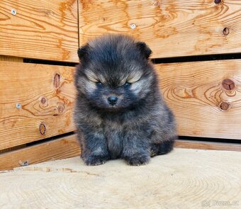 Pomeranian s PP/ FCI - 7