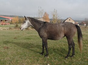 Kobylky Shagya Arab a ČT - pro sport, rekreaci i chov - 7