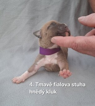 Americký stafordšírský teriér bez PP - 7