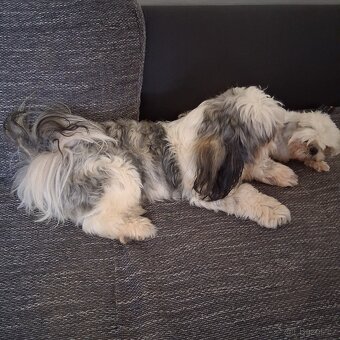 Prodám pejsky shih-tzu,shi-tzu, 1roční, čipovaný - 7