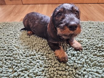 Jezevčík drsnosrstý standard POSLEDNÍ VOLNÝ PEJSEK - 7