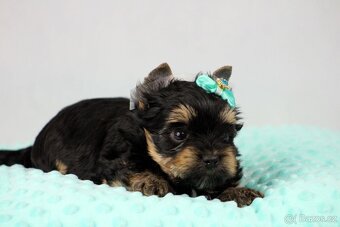 jorkšírský terrier s PP (Colorful) - 7