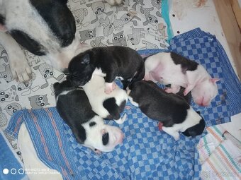 Stafordširský bulteriér - 7