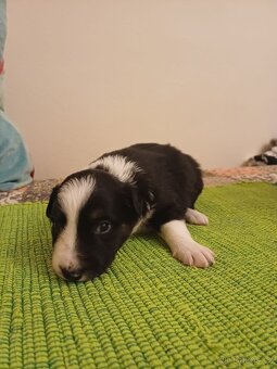 Štěňata Border Kolie - 7