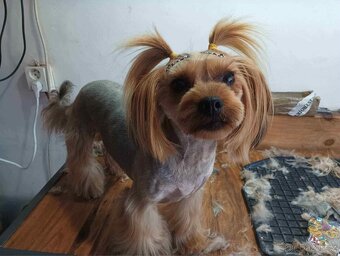 Yorkshirský teriér - 7