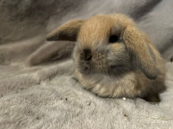 Minilop zakrslý kralíček - 7