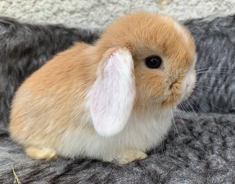 ❤️⭐️nádherná miminka Minilop Kralicek Beránek - 7