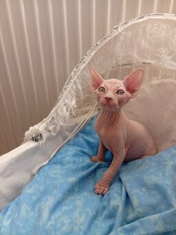 Kanadský sphynx - 7