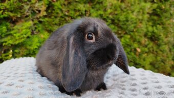 Zakrslý beránek, králíček, králík - PEGAS - 7