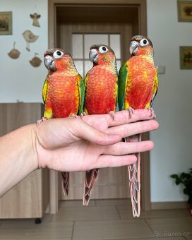 Pyrura zelenolící - ručně dokrmená mláďata - 7