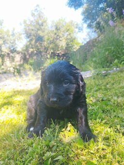 FENKA- KŘÍŽENEC, BERNSKÝ SALAŠNICKÝ X LABRADOR - 7