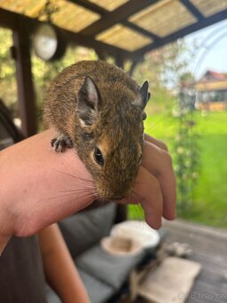 Osmák degu - 7