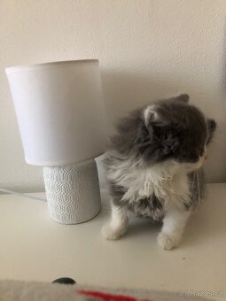 Britská koťata k odběru po rodičích s PP + výbava - 7