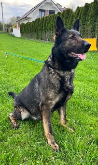 Nemecky ovčák - 7