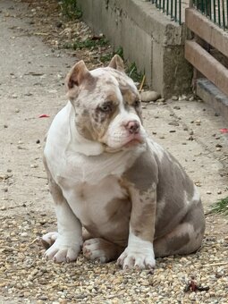 Na predaj American Bully - 7