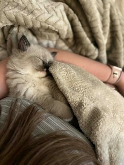 Ragdoll koťátka bez PP - 7