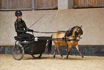 AMHA/ minihorse-valach - 7