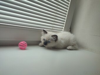 Ragdoll koťátko bez PP - 7