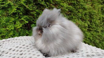 Zakrslý králík, králíček -(TEDDY)-OLIVIE - 7