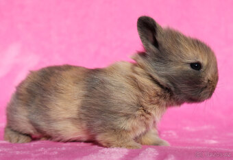 Zakrslý krátkouchý králíček lví samička . - 7