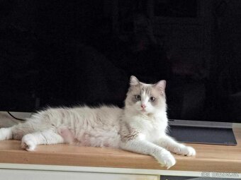 Ragdoll koťatka mačiatka - 7