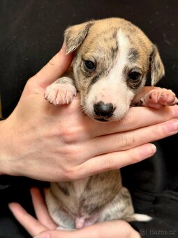 Whippet/vipet štěňata k rezervaci s PP - 7