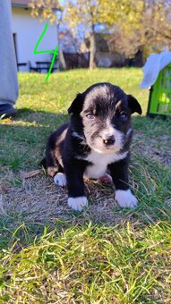 Border kolie bez PP - 7