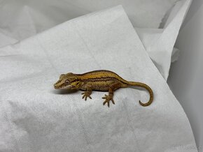 R. Auriculatus - 7