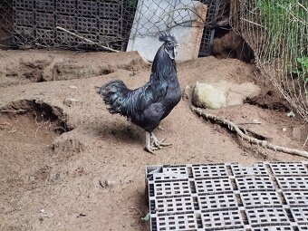 Ayam Cemani - 7