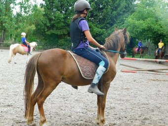 valach pony - 7