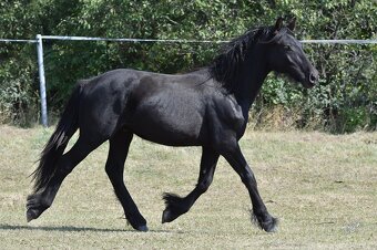 Fellský pony - krásní černí valaši 1,5 letí - 7