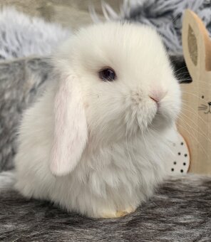 ❤️❤️Minilop Kralicek Beránek holčička 🌺 - 7